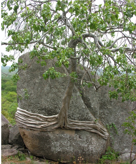 albero abbracciato alla roccia - Bocaranga - R.C.A.