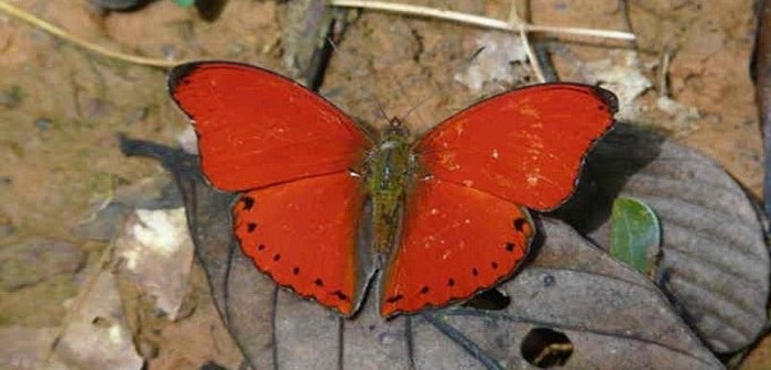 papillon-sangaris